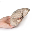 Brain Hemisection | EZ-MP1102 | Sim & Skills Ltd