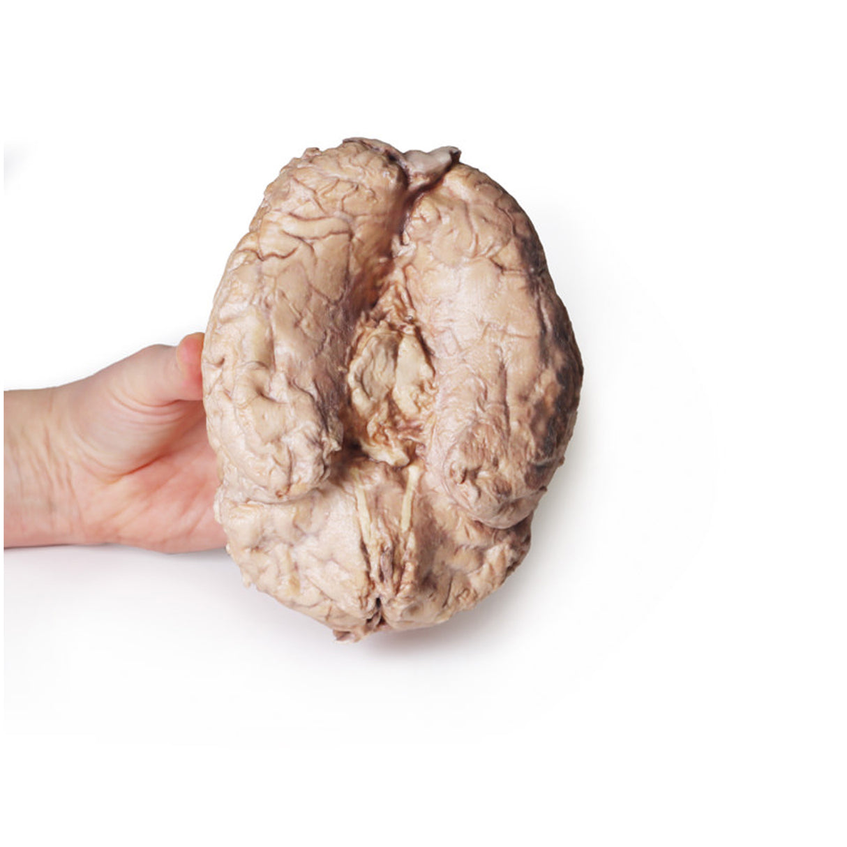 Brain (Cerebrum) | EZ-MP1103 | Sim & Skills Ltd