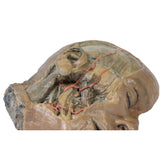 Sagittal Section of head with infratemporal Fossa Dissection | EZ-MP1104 | SIm & Skills Ltd
