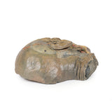Sagittal Section of head with infratemporal Fossa Dissection | EZ-MP1104 | SIm & Skills Ltd