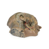Sagittal Section of head with infratemporal Fossa Dissection | EZ-MP1104 | SIm & Skills Ltd