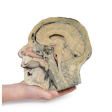 Sagittal Section of head with infratemporal Fossa Dissection | EZ-MP1104 | SIm & Skills Ltd