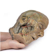 Sagittal Section of head with infratemporal Fossa Dissection | EZ-MP1104 | SIm & Skills Ltd