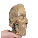 Sagittal Section of head with infratemporal Fossa Dissection | EZ-MP1104 | SIm & Skills Ltd