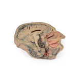 Median Section through head sagittal section of head with deep dissection | EZ-MP1105 | Sim & Skills Ltd