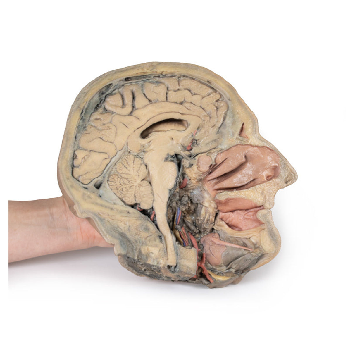 Median Section through head sagittal section of head with deep dissection | EZ-MP1105 | Sim & Skills Ltd