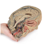 Median Section through head sagittal section of head with deep dissection | EZ-MP1105 | Sim & Skills Ltd