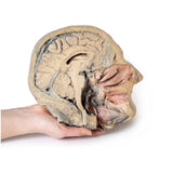 Median Section through head sagittal section of head with deep dissection | EZ-MP1105 | Sim & Skills Ltd