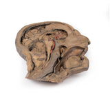 Parasagittal Section of the head and neck | EZ-MP1107 | Sim & Skills Ltd