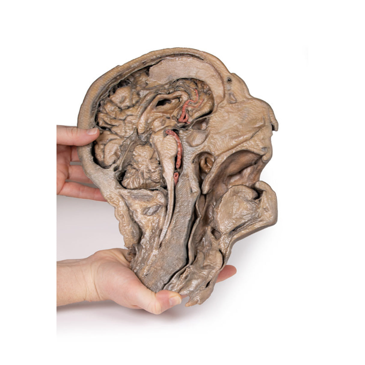 Parasagittal Section of the head and neck | EZ-MP1107 | Sim & Skills Ltd