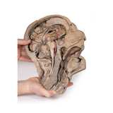 Parasagittal Section of the head and neck | EZ-MP1107 | Sim & Skills Ltd