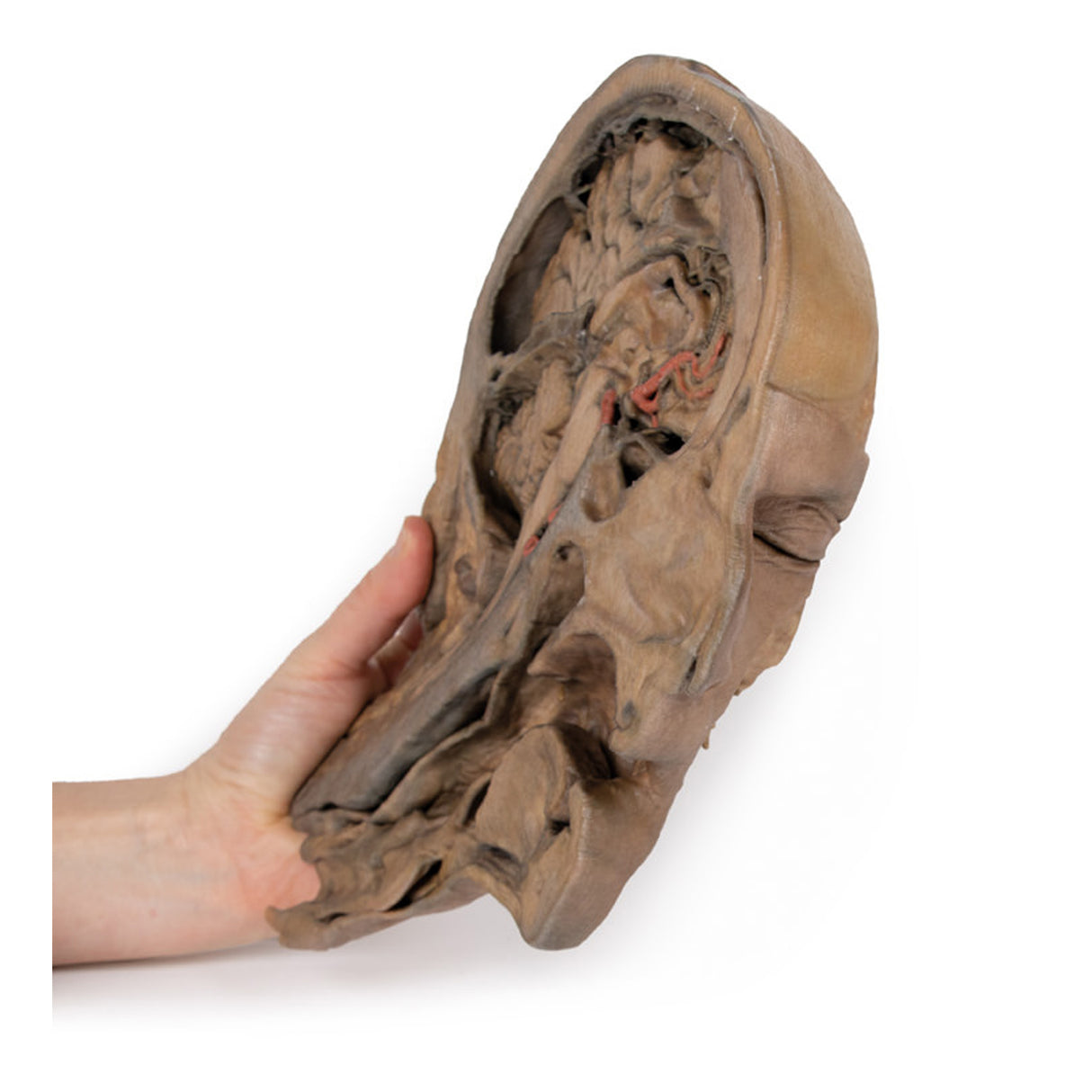 Parasagittal Section of the head and neck | EZ-MP1107 | Sim & Skills Ltd