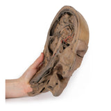 Parasagittal Section of the head and neck | EZ-MP1107 | Sim & Skills Ltd