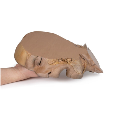 Parasagittal Section of the head and neck | EZ-MP1107 | Sim & Skills Ltd