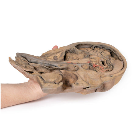 Parasagittal Section of the head and neck | EZ-MP1107 | Sim & Skills Ltd