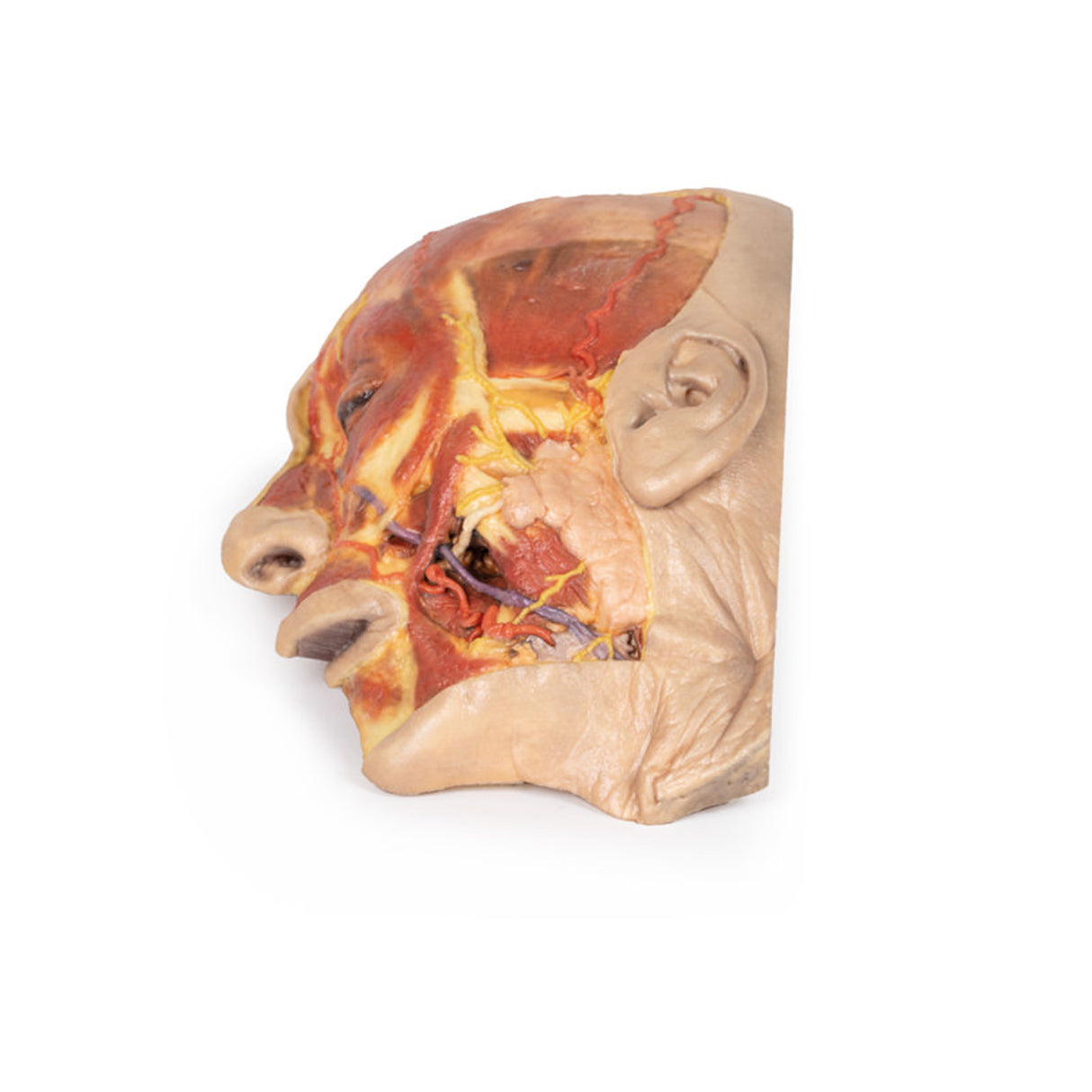 Superficial Face | EZ-MP1108 | Sim & Skills Ltd