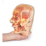 Superficial Face | EZ-MP1108 | Sim & Skills Ltd