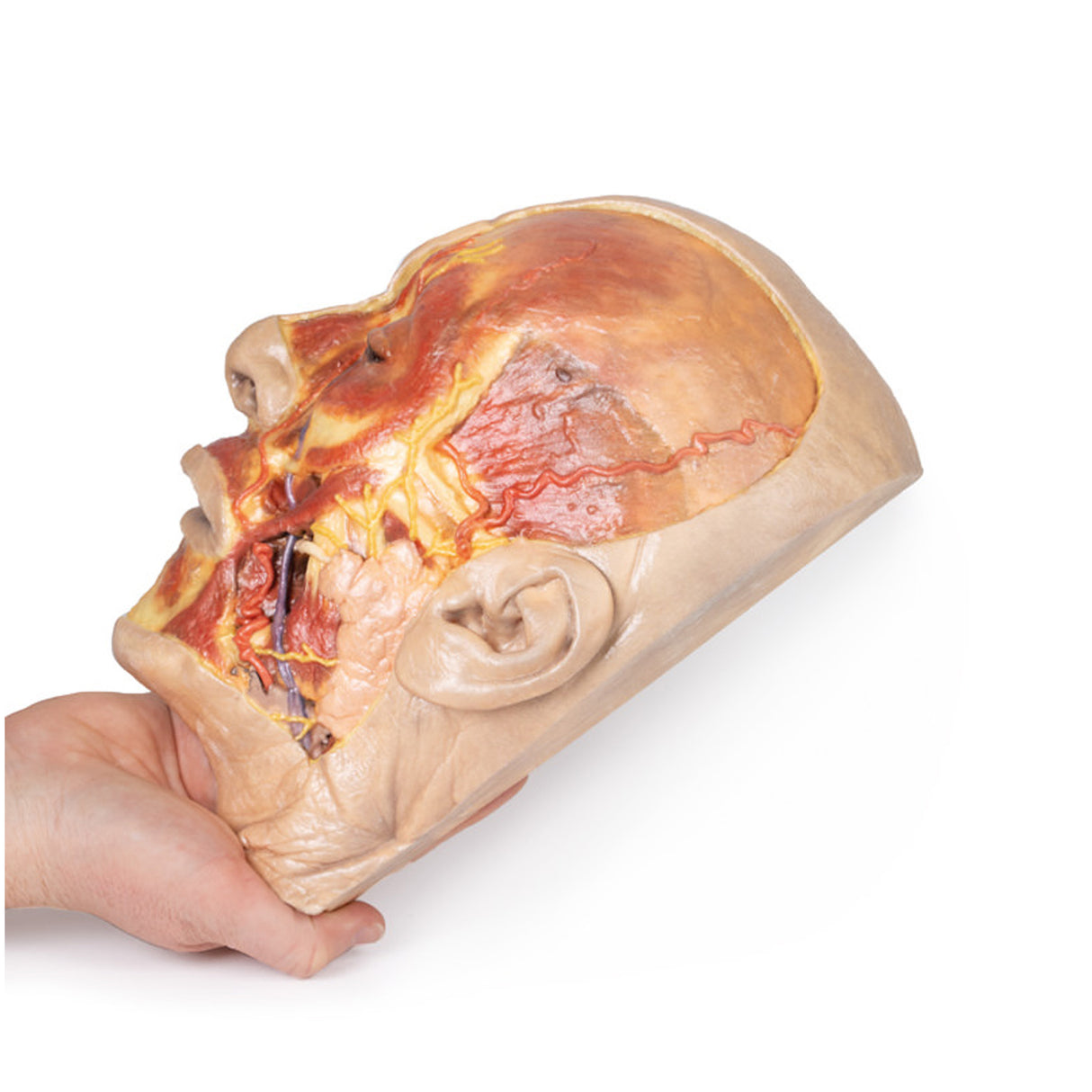 Superficial Face | EZ-MP1108 | Sim & Skills Ltd