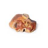 Superficial Facial nerves & Parotid Gland | EZ-MP1109 | Sim & Skills Ltd