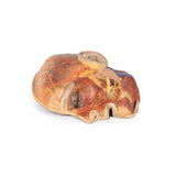 Superficial Facial nerves & Parotid Gland | EZ-MP1109 | Sim & Skills Ltd