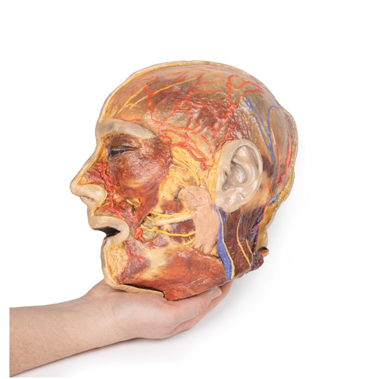 Superficial Facial nerves & Parotid Gland | EZ-MP1109 | Sim & Skills Ltd