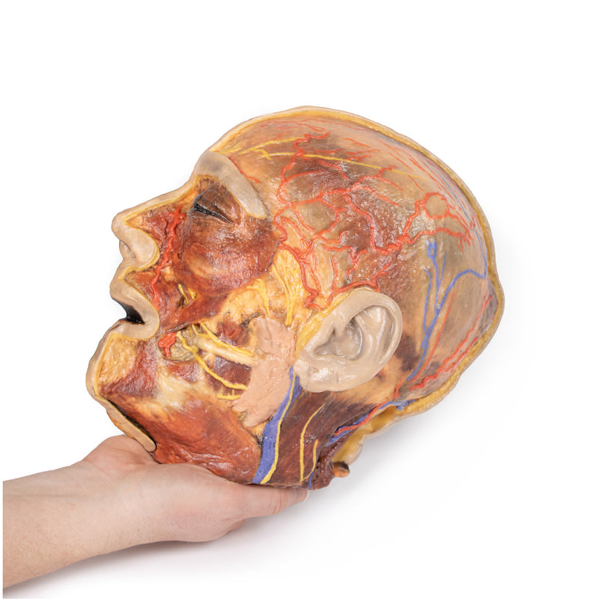 Superficial Facial nerves & Parotid Gland | EZ-MP1109 | Sim & Skills Ltd