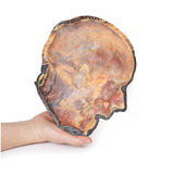 Superficial Facial nerves & Parotid Gland | EZ-MP1109 | Sim & Skills Ltd