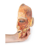 Superficial Facial nerves & Parotid Gland | EZ-MP1109 | Sim & Skills Ltd