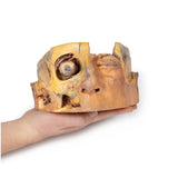 Transverse Section of the head |x EZ-MP1110 | Sim & Skills Ltd