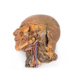 Sagittal Section of Head and Neck with Infratemporal Fossa and Carotid Sheath Dissection | EZ-MP1111 | Sim & Skills Ltd