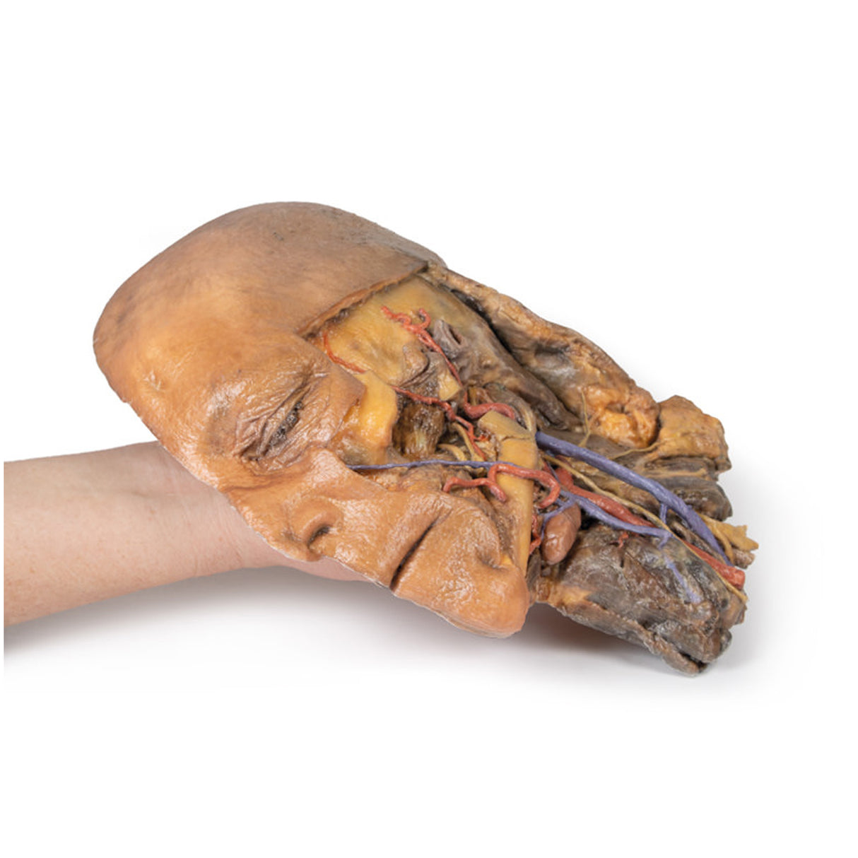 Sagittal Section of Head and Neck with Infratemporal Fossa and Carotid Sheath Dissection | EZ-MP1111 | Sim & Skills Ltd
