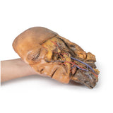 Sagittal Section of Head and Neck with Infratemporal Fossa and Carotid Sheath Dissection | EZ-MP1111 | Sim & Skills Ltd