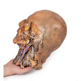 Sagittal Section of Head and Neck with Infratemporal Fossa and Carotid Sheath Dissection | EZ-MP1111 | Sim & Skills Ltd
