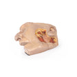 Parotid Gland and Facial Nerve dissection | EZ-MP1112 | Sim & Skills Ltd