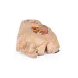Parotid Gland and Facial Nerve dissection | EZ-MP1112 | Sim & Skills Ltd