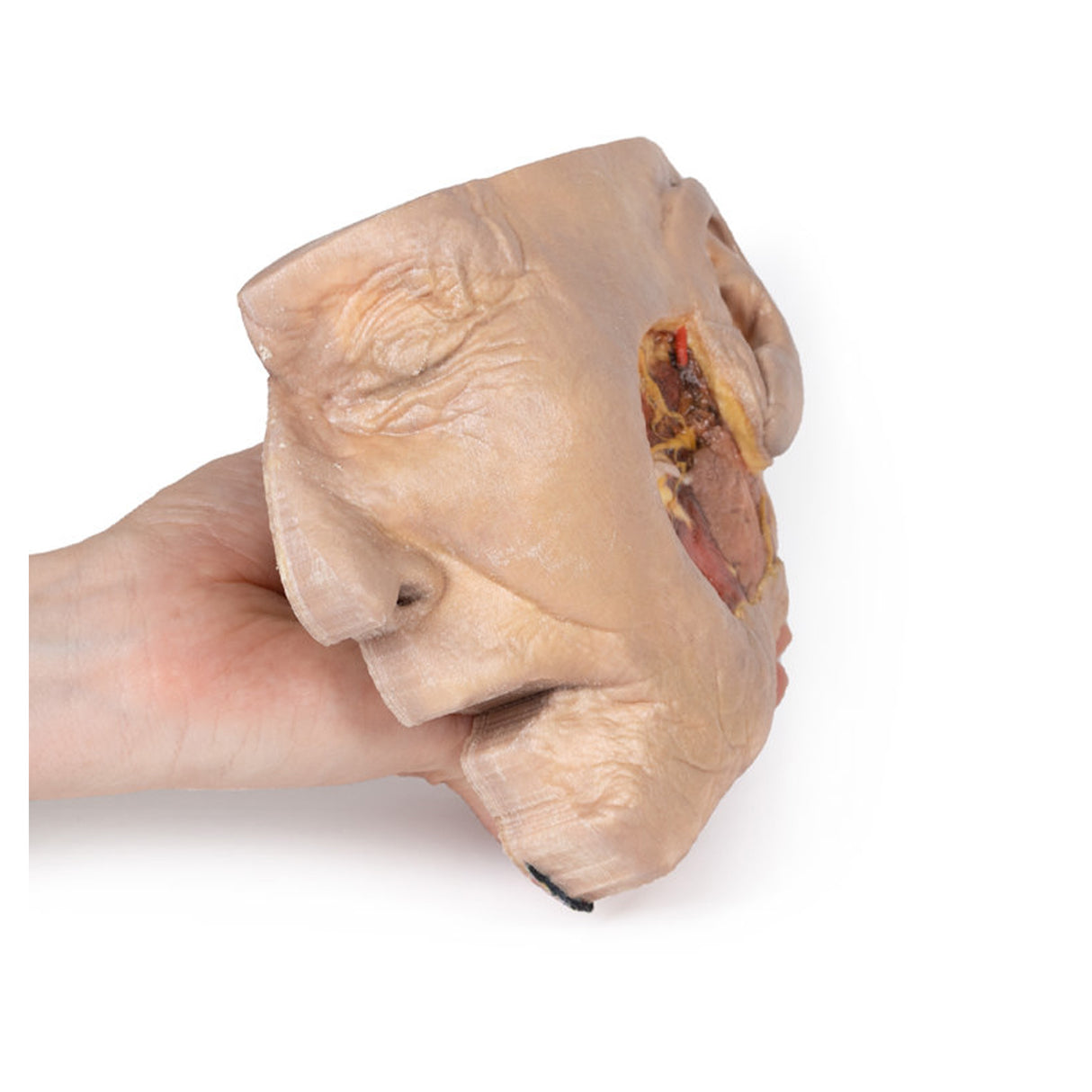 Parotid Gland and Facial Nerve dissection | EZ-MP1112 | Sim & Skills Ltd