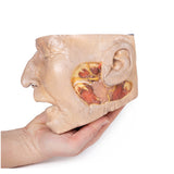 Parotid Gland and Facial Nerve dissection | EZ-MP1112 | Sim & Skills Ltd