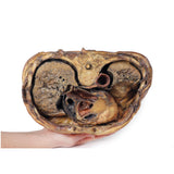Thoracic cross section at T6 | EZ-MP1120 | Sim & Skills Ltd