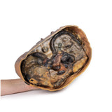 Thoracic cross section at T6 | EZ-MP1120 | Sim & Skills Ltd