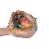 Pericardial space | EZ-MP1121 | Sim & Skills Ltd