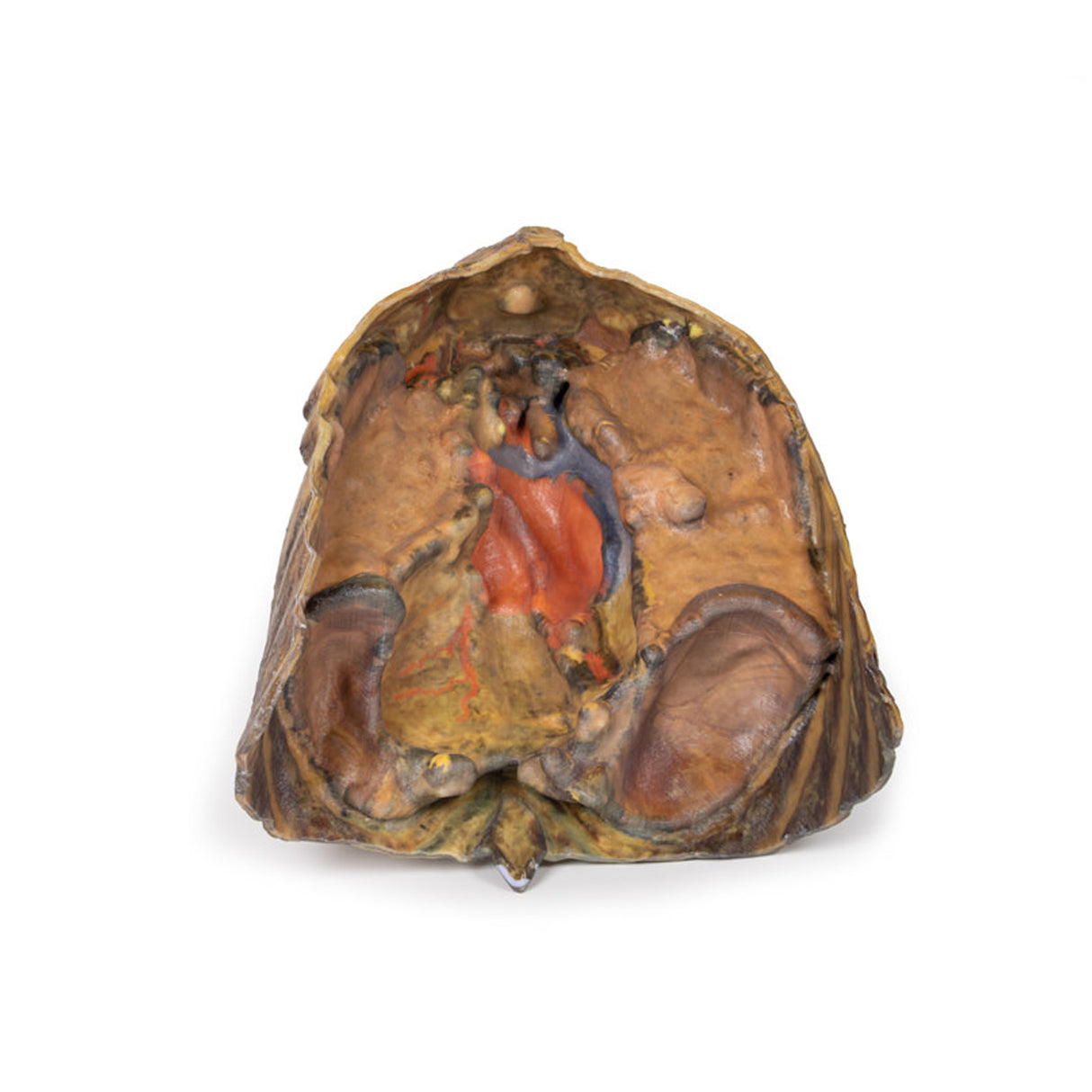 Thorax with heart and vessels | EZ-MP1122 | Sim & Skills Ltd