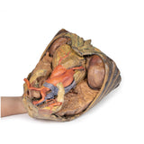 Thorax with heart and vessels | EZ-MP1122 | Sim & Skills Ltd