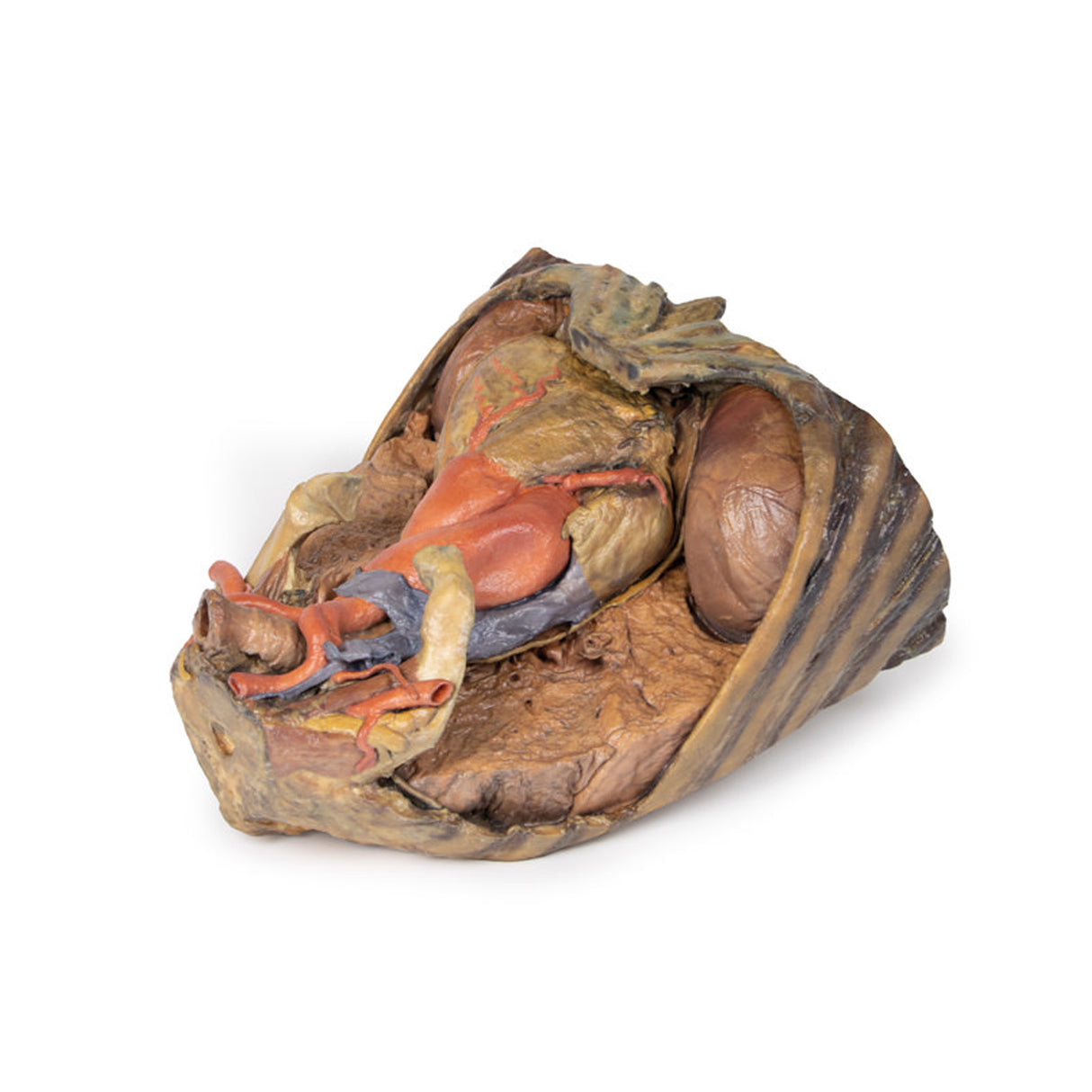Thorax with heart and vessels | EZ-MP1122 | Sim & Skills Ltd