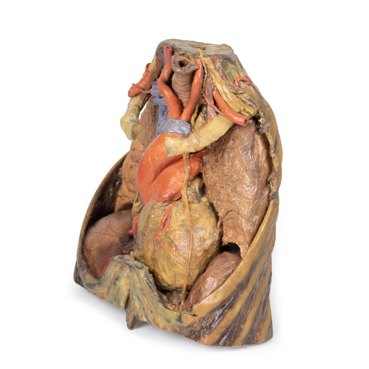 Thorax with heart and vessels | EZ-MP1122 | Sim & Skills Ltd