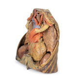 Thorax with heart and vessels | EZ-MP1122 | Sim & Skills Ltd