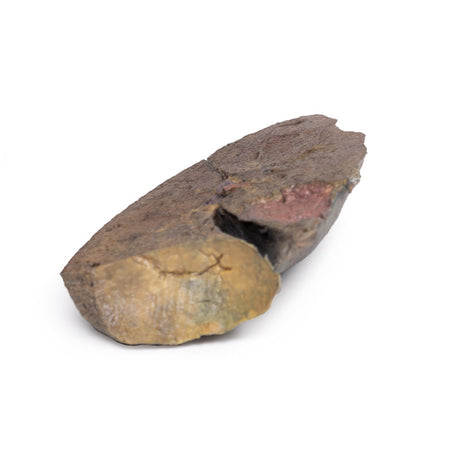 Lung Slab, Hilum removed | EZ-MP1125 | Sim & Skills Ltd 