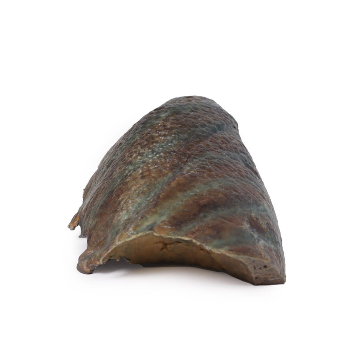 Lung Slab, Hilum removed | EZ-MP1125 | Sim & Skills Ltd 