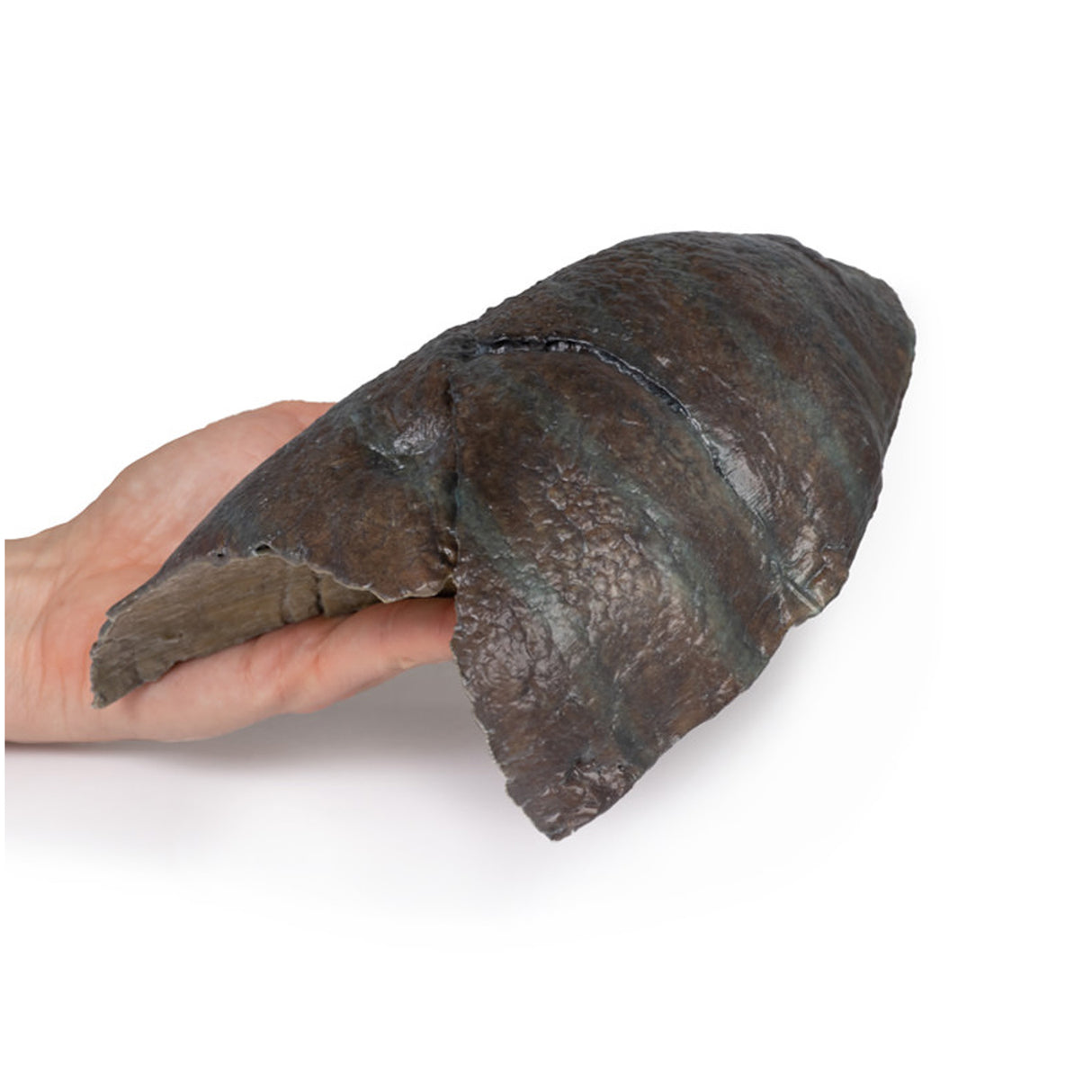 Right lung, hilum removed | EZ-MP1126 | Sim & Skills Ltd 