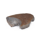 Hilum of the right lung | EZ-MP1127 | Sim & Skills Ltd