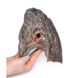 Hilum of the right lung | EZ-MP1127 | Sim & Skills Ltd